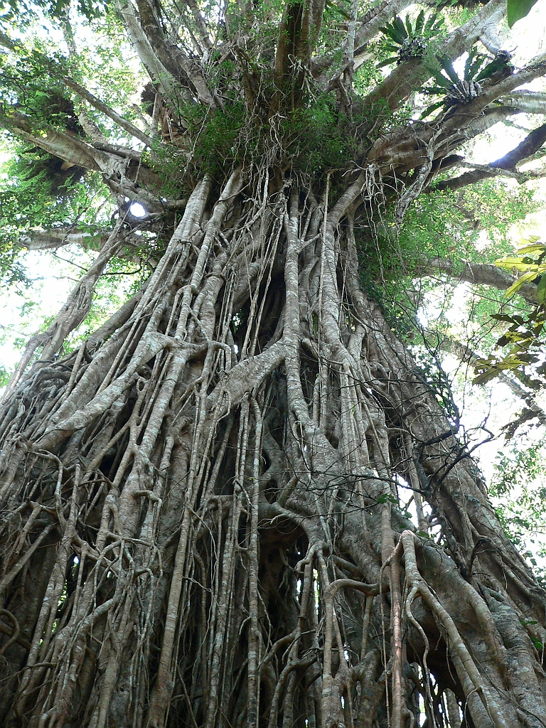 005 Cathedral Fig Tree.jpg